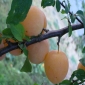 Armenia: Armenia will not be able to export apricots this year Armenia: Armenia will not be able to export apricots this year