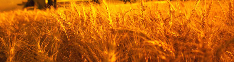 Agriculture in the Black Sea Region